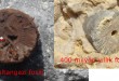 Sultangazi fosili ve 400 milyon yıllık rusya fosili