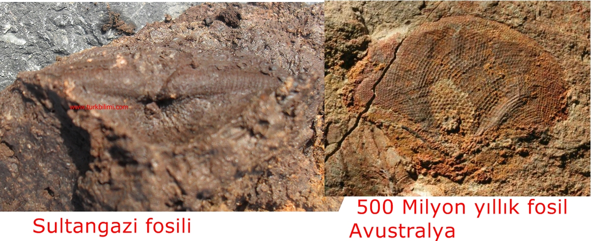 Sultangazi fosili ve 500 Milyon yıllık fosil Avustralya